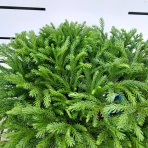 Kryptoméria japonská (Cryptomeria japonica) 'GLOBOSA NANA' - výška 30-40cm,  ⌀ 30/40 cm, kont. C10L